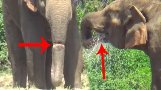 animal injured rescue/Wildlife officials treat and rescue a helpless elephant that cannot eat  drink