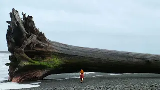 Woman Finds Massive Tree Washed Ashore, Then She Sees a Carved Warning Message on the Trunk