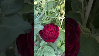 Простий спосіб розмножити троянди