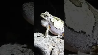 Extreme Close Up of a Wild Toad Croaking!