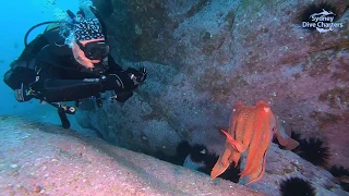 Scuba diving Sydney Giant Cuttlefish scuba diver Bluefish Point best dive site