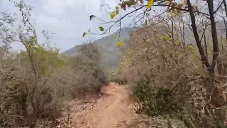 Forest Bike Ride