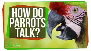 How Do Parrots Talk Like Humans?