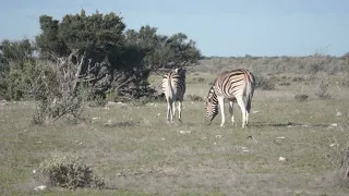 Zebra & Hyaena, Etosha National Park, Namibia