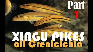 Pike cichlids, Crenicichla: guide to all the species from the Rio XIngu in nature and the aquarium