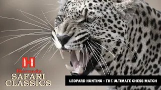 🔥🦁Leopard Hunting - The Ultimate Chess Match🔥🦁