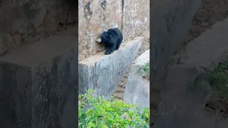 THe Sloth bear was trying to do something,Any guess?what is he doing?tell me in the comment section.