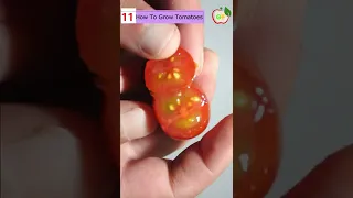 how to grow tomato from seeds at home