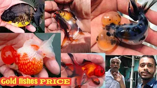 Latest imported Goldfishes name and price | Imported gold fish breeding farm | Fish farming