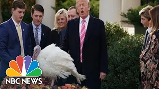 Watch Live: President Donald Trump Pardons National Thanksgiving Turkey | NBC News