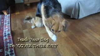 How To Teach Your Dog To 'COVER THEIR EYES'