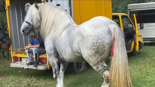 Marginea, Targ de cai/DRAFT HORSE/ КІННИЙ БАЗАР В 📍 РУМУНІЇ/ПАРАД КОНЕЙ