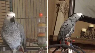 Annoyed Parrot Tells Dog Off For Barking Too Much