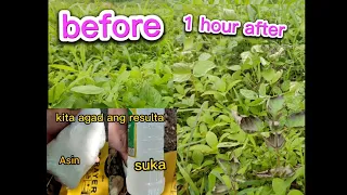 paano gumawa ng DIY herbicide ||natural na pamatay damo. isang oras lang epekto kaagad! #tangaytoto