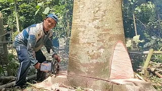 Wow amazing// nebang kayu sengon jumbo dengan mesin mini maestro yang bertenaga kuda