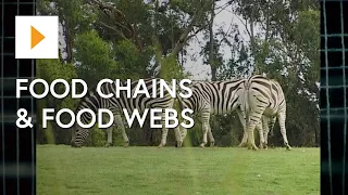 Food Chains & Food Webs