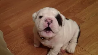 Bentley the Bulldog Puppy is fussy