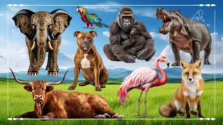 Cute Little Wild Animals Sound: Elephant, Dog, Gorilla, Hippopotamus, Highland Cow, Flamingo & Fox