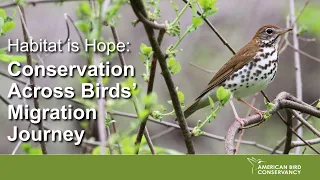 Habitat is Hope: Conservation Across Birds' Migration Journey  | ABC Webinar