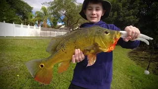 Where to catch Peacock Bass in Florida