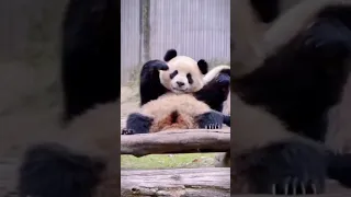 El mundo de los Osos Pandas 🐼