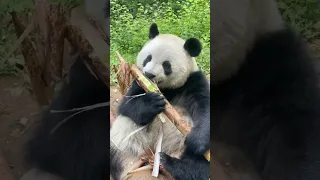 Wow this panda eating bamboo look so delicious #shorts