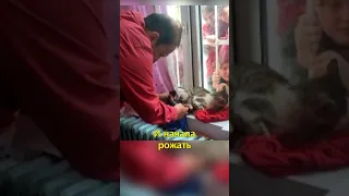 🐈В Турции Кошка Родила во Время Урока🏫