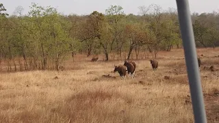 #Tiger Vs Bison  #golden moments #Tadoba