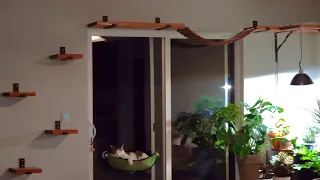 Adding a suspension bridge and corner nook to cat shelves