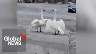 “Magical” reunion of Toronto swan pair goes viral