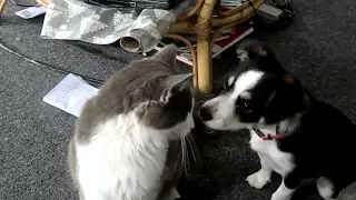 funny Dog and Cat Videos Who's The Boss Now Clean Me!