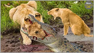 OH MY GOD! 28 Tragic Moments The Terrifying Confrontation Of A Lion With A Crocodile | Animal Fight