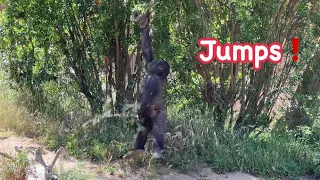 Smart Gorilla Girl Angela jumps, she knows how to get red flower 🌺 from tree 💎 Los Angeles Zoo