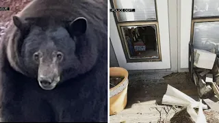 Giant bear known as 'Hank the Tank' burglarizes another Lake Tahoe home; 40 break-ins since July