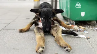 The puppy's strange posture and scared eyes shocked us when we learned the truth