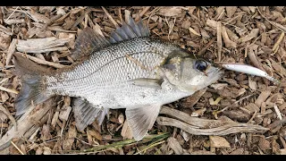 My Favourite Lures For Australian Bass, Estuary Perch and Redfin/English Perch