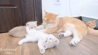 Let's see how dad cat helps mom cat take care of kittens 😄