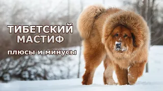 ТИБЕТСКИЙ МАСТИФ. Плюсы и минусы породы Tibetan mastiff