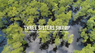 Three Sisters Swamp: The Oldest Bald Cypress Forest on the Planet