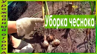 УБОРКА И ХРАНЕНИЕ ЧЕСНОКА!!!