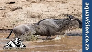 Crocodile ambush in the Grumeti  | Wildlife Sightings