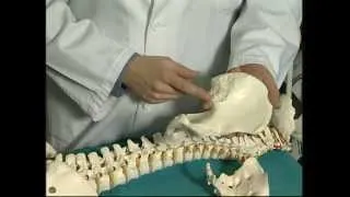 Exploración sacroilíacas: anatomía básica. Dr J de Toro CHUAC INIBIC UDC A Coruña  Spain