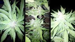 Dark devil Auto (Sweet Seeds)