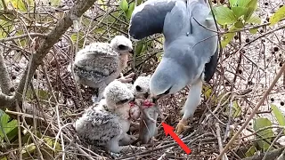 Baby Birds Disobey Their Mother; Let them compete for food