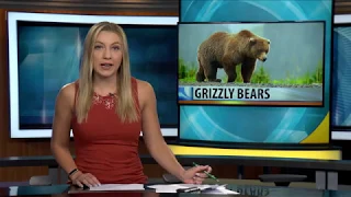 Wildlife officials search for wounded Montana grizzly bear