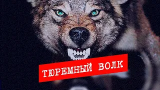 Криминальная Россия. Тюремный волк.