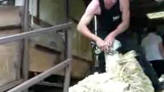 Scottish Sheep Shearing Competition