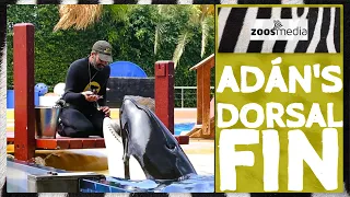 Loro Parque: Orca ADÁN's Dorsal Fin | zoos.media