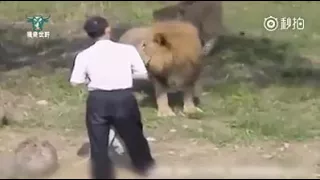 Se lo come el leon