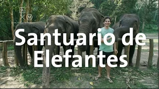 Santuario de elefantes | Tailandia #2